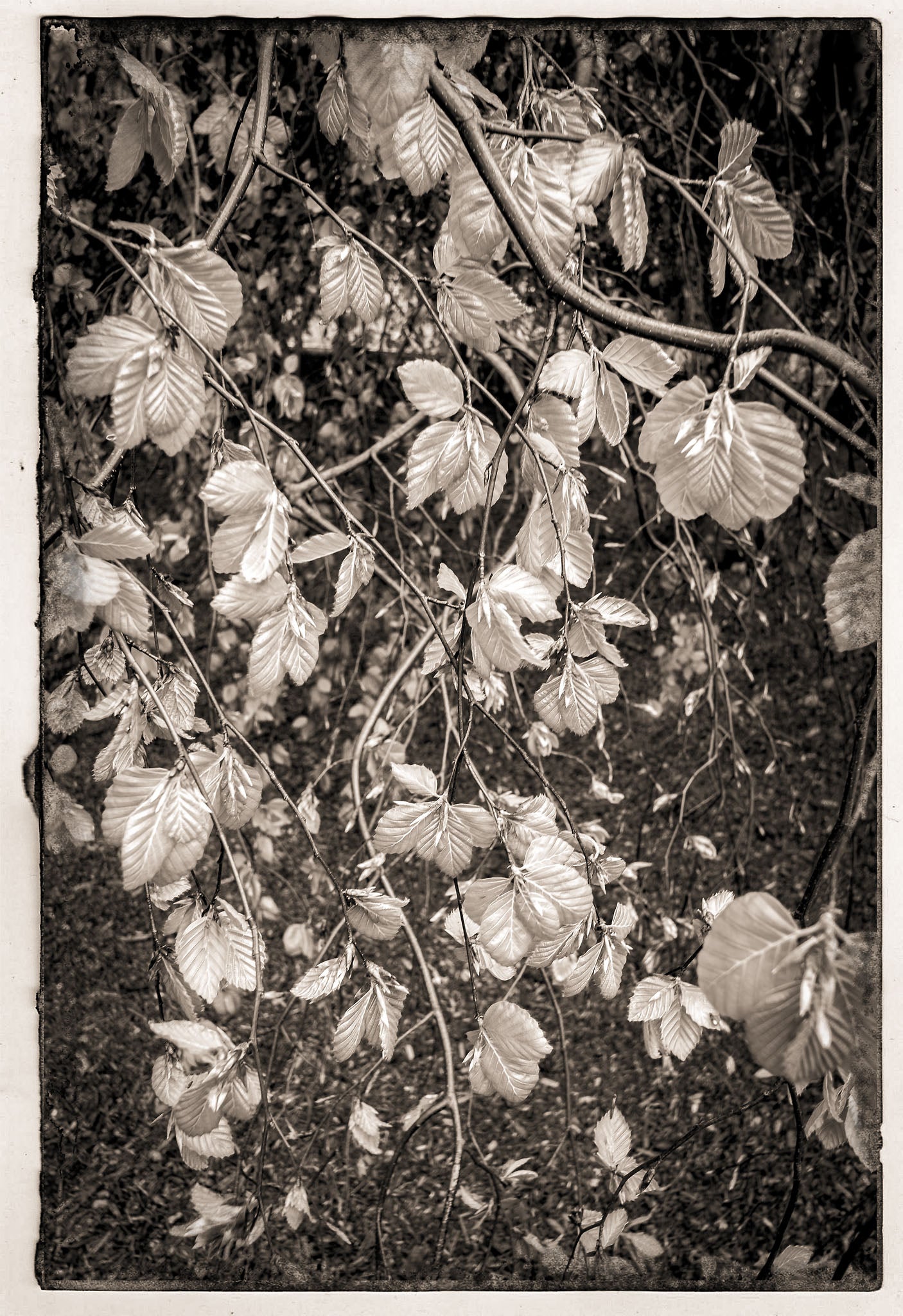 Porter Gifford, Force Schema