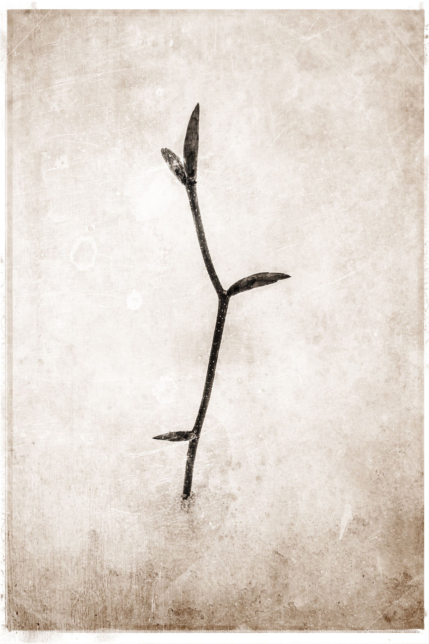 Porter Gifford, Sapling