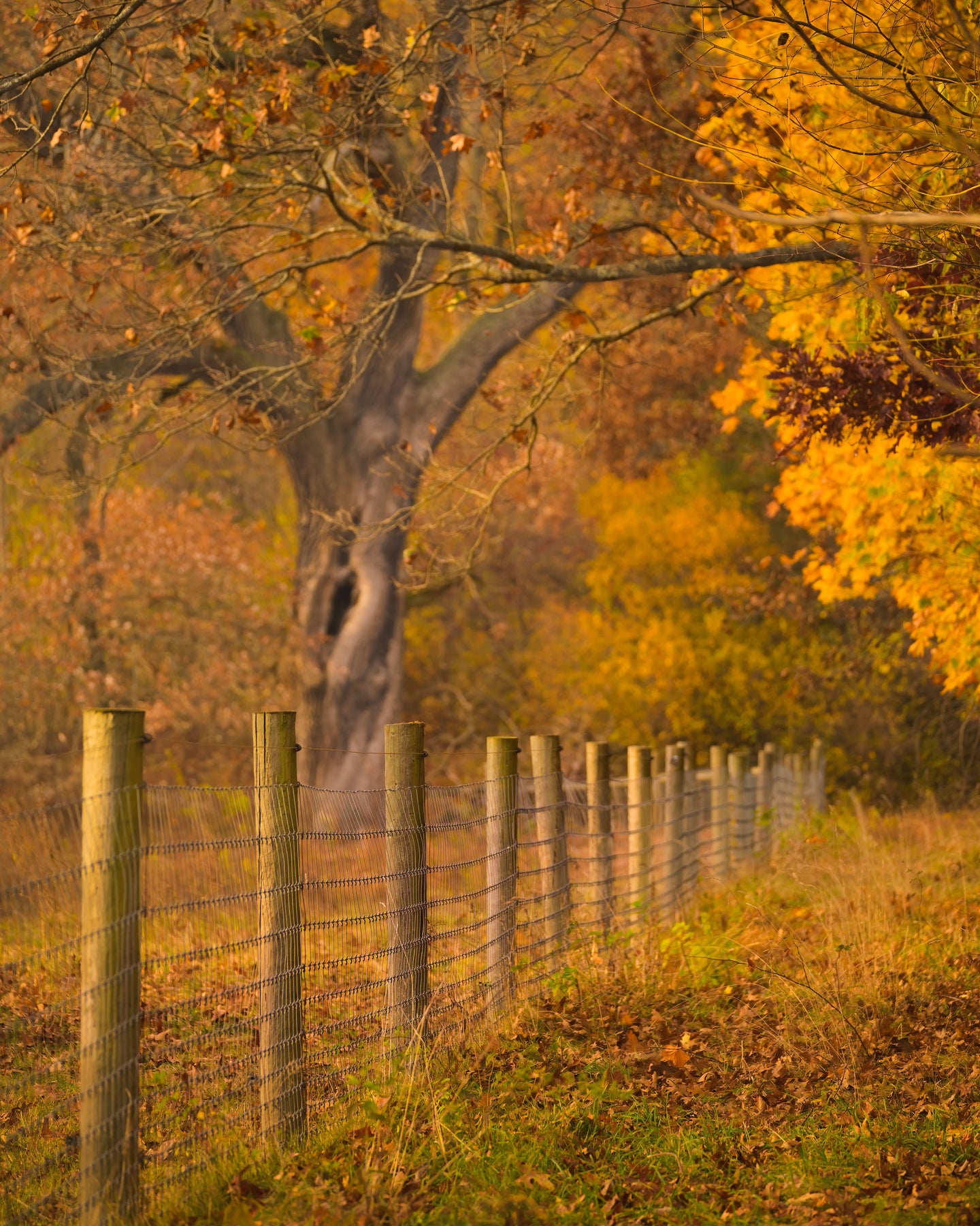 Steve Jacobson, Into the Woods