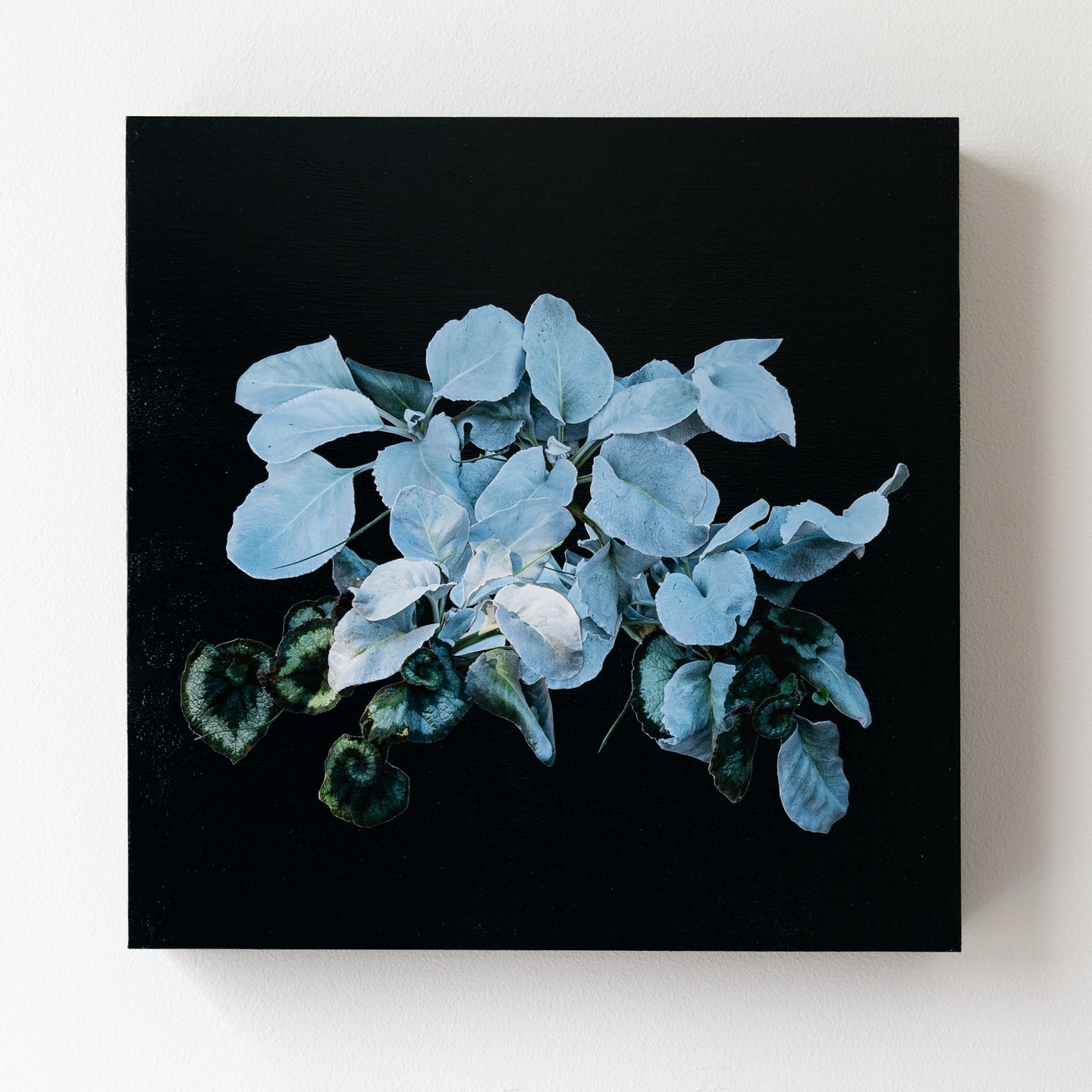 Alysia Macaulay, Angel Wings II