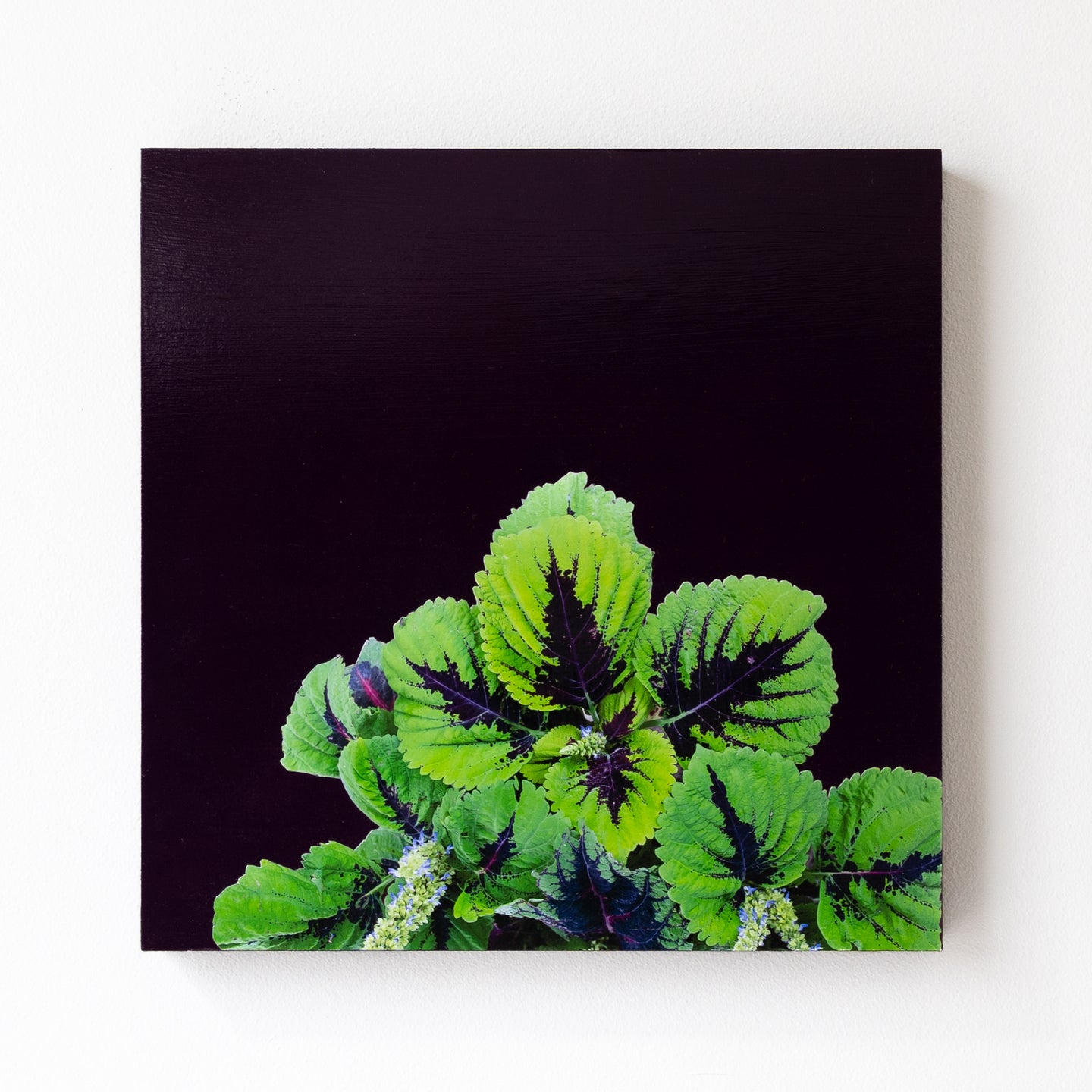 Alysia Macaulay, Coleus