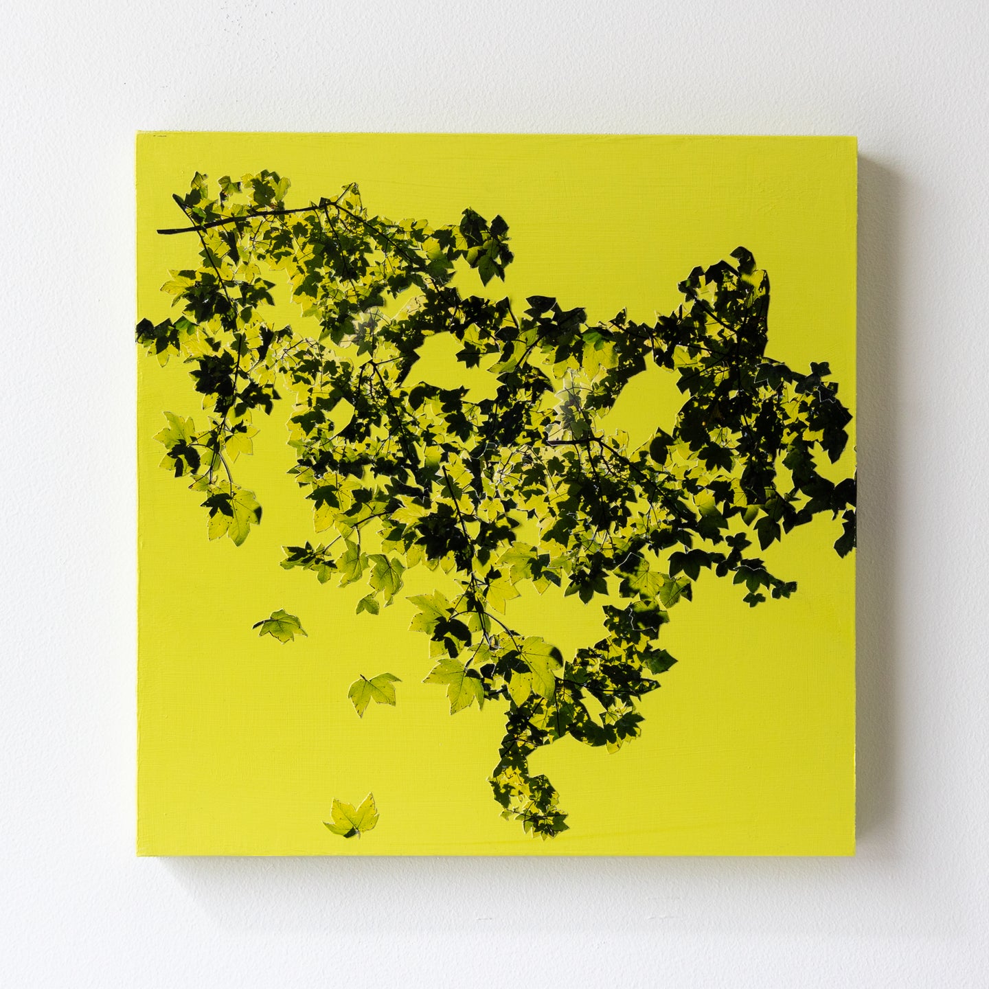 Alysia Macaulay, Spring Fling