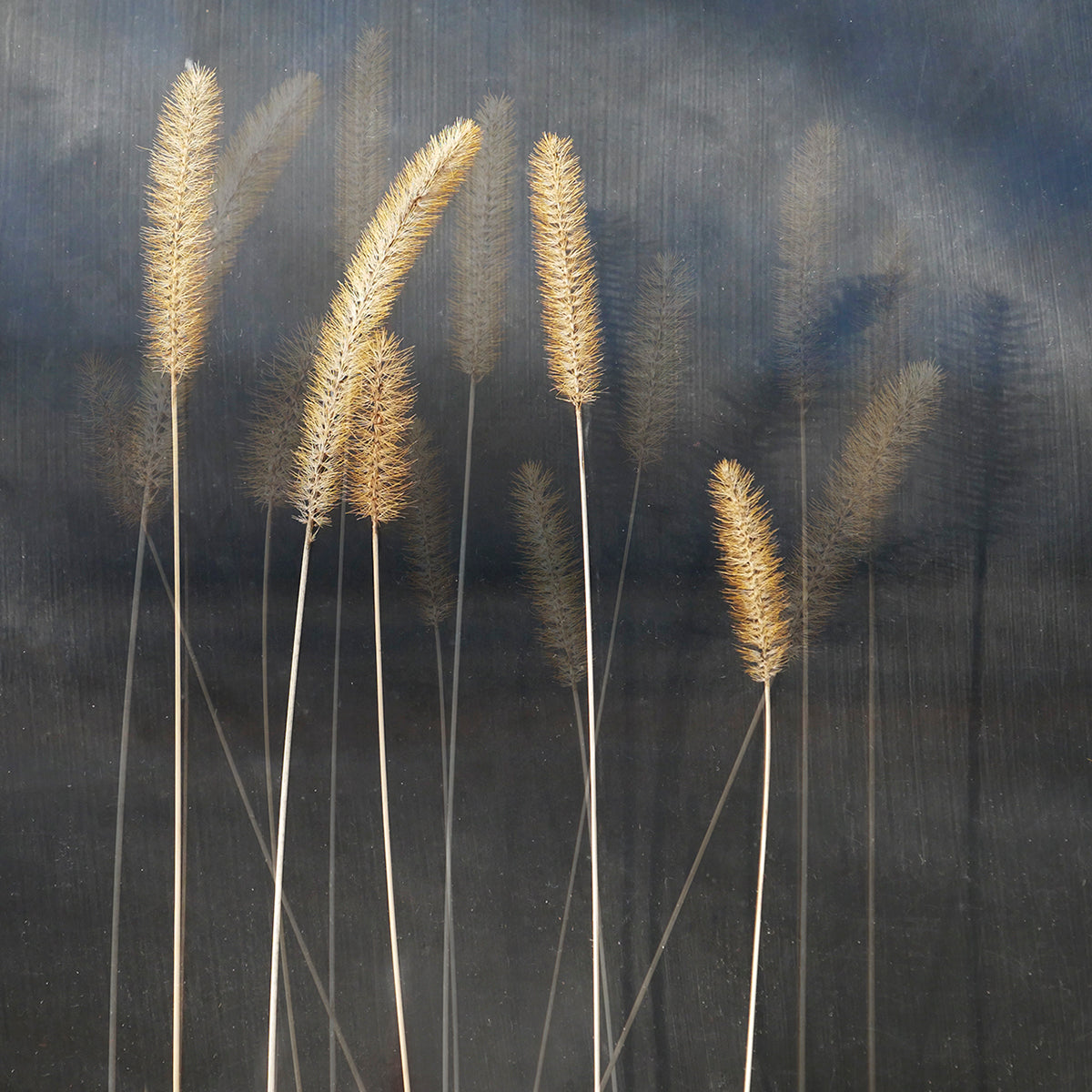 Janet Smith, Bristlegrasses