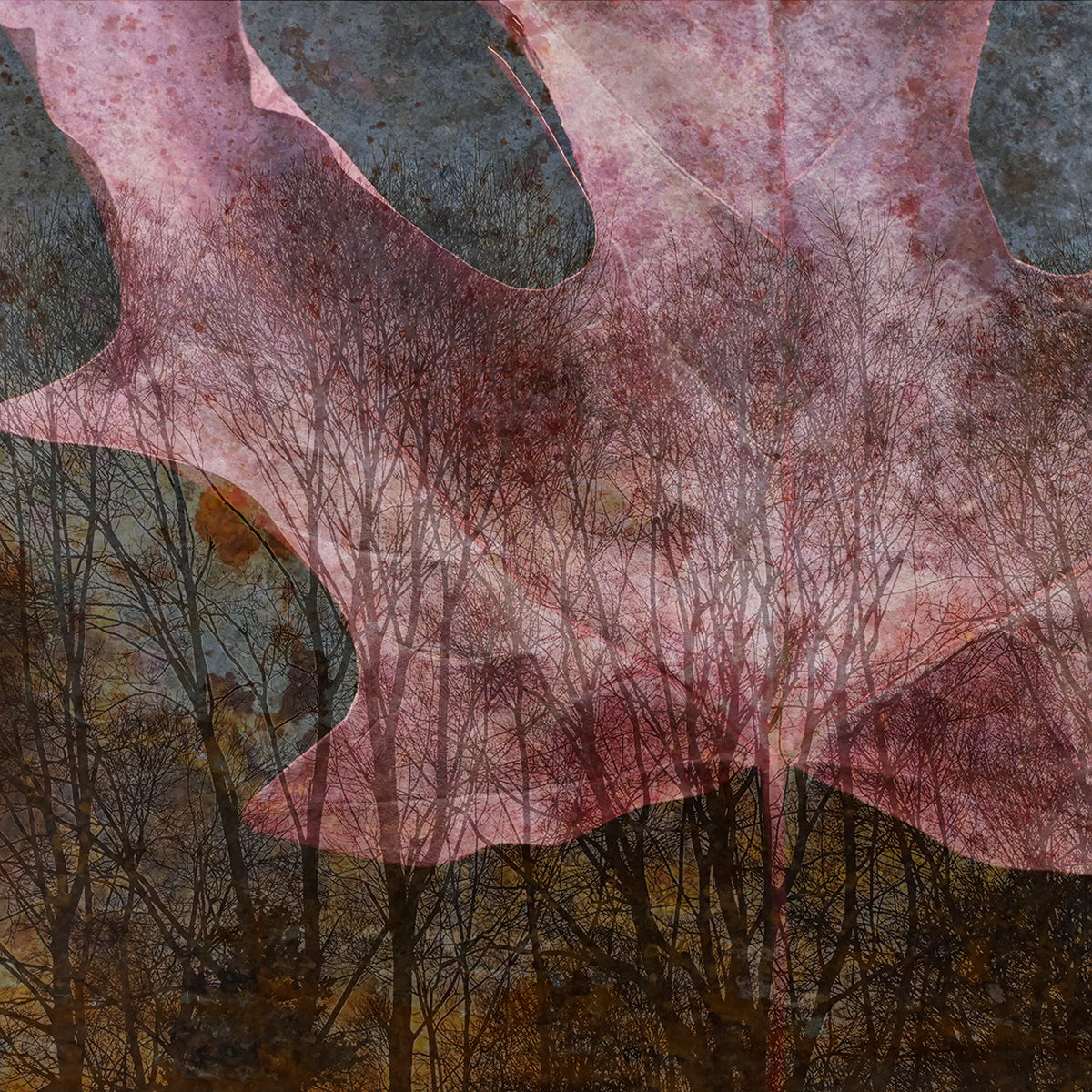 Janet Smith, Oak Leaf