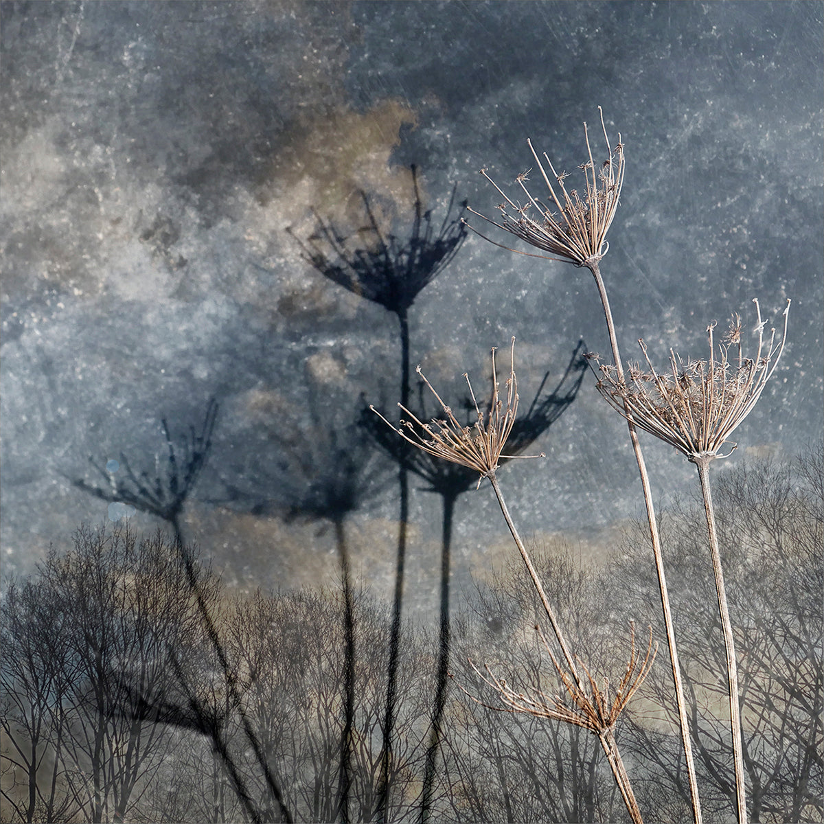 Janet Smith, Wild Carrots