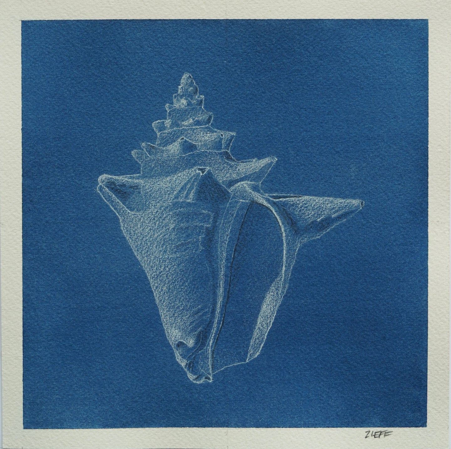 Mark Zieff, Conch