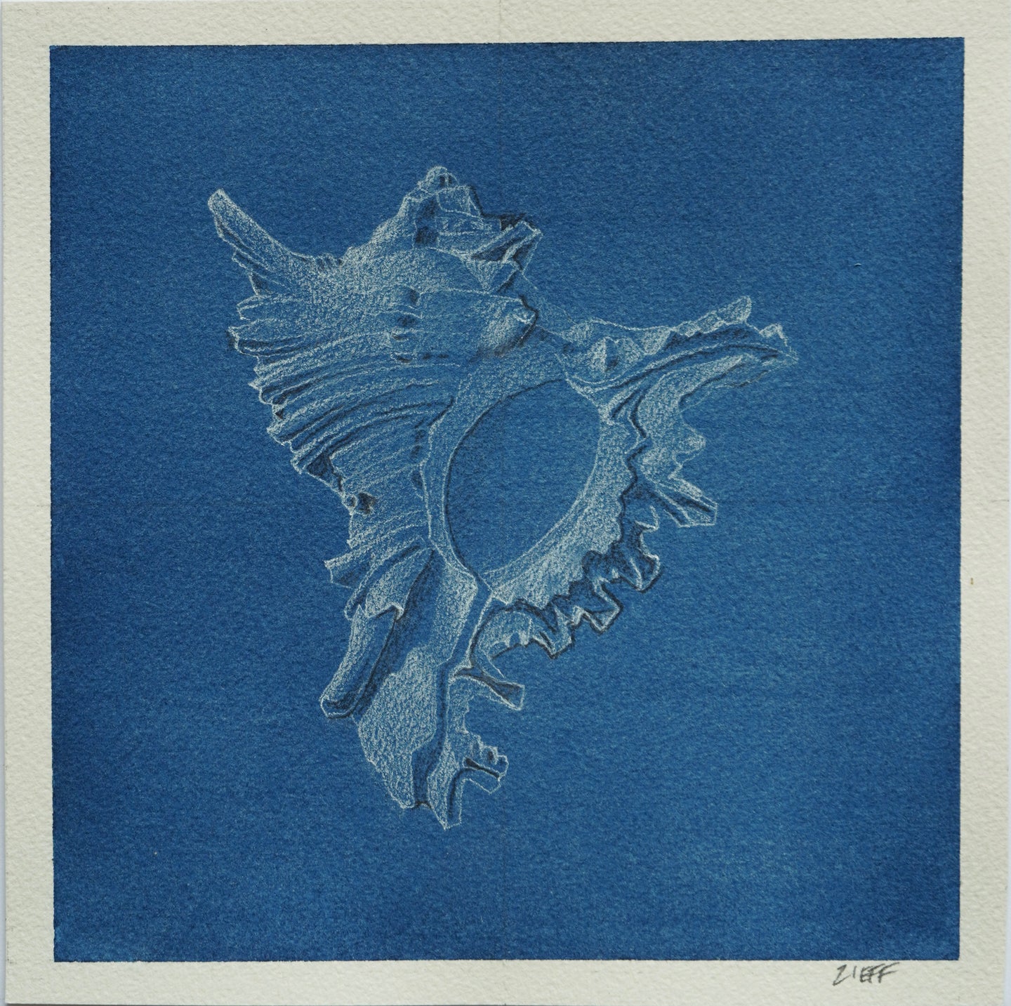 Mark Zieff, Giant Eastern Murex