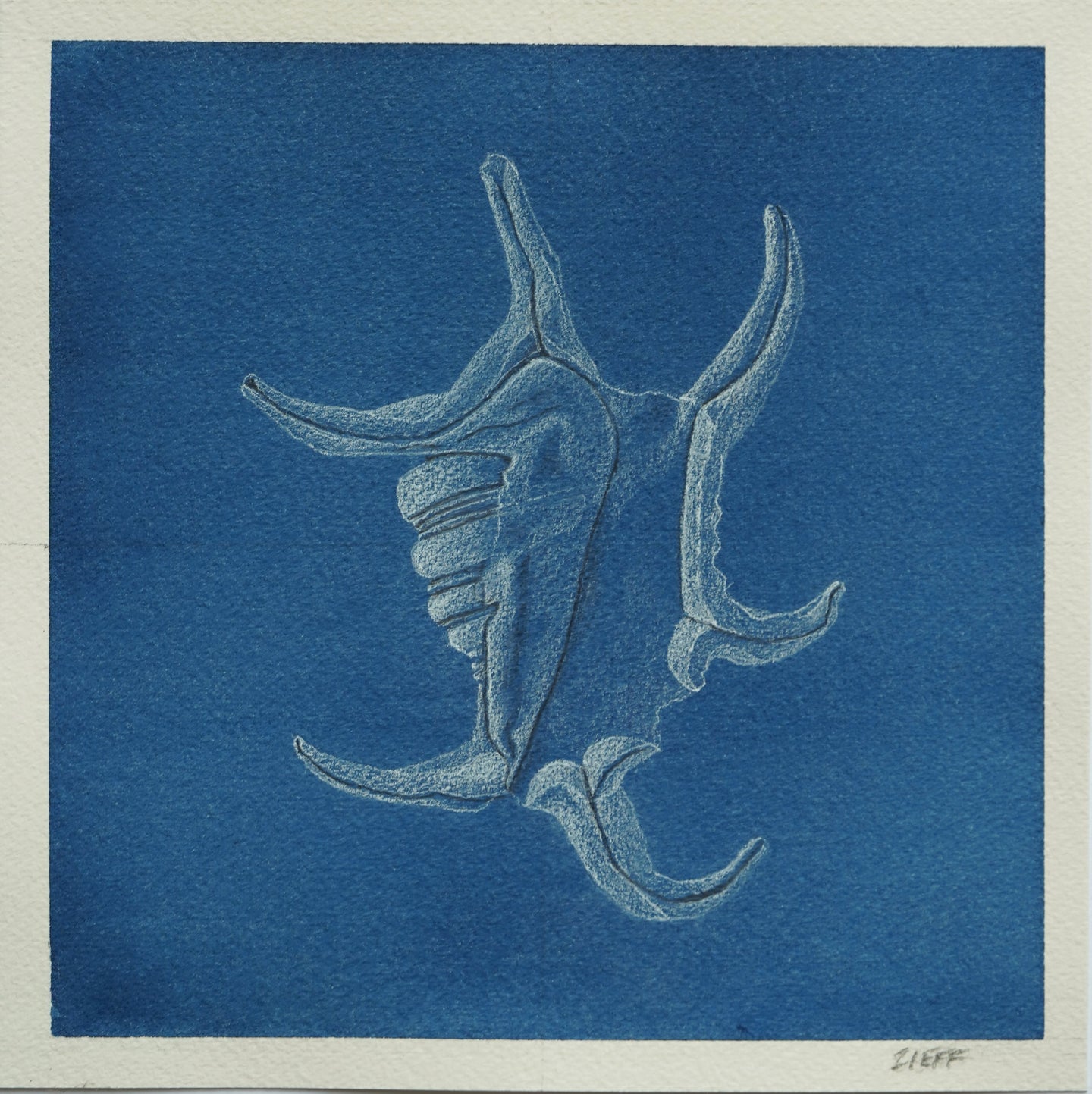 Mark Zieff, Spider Conch